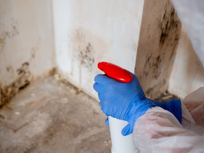 Mold Prevention Treatments